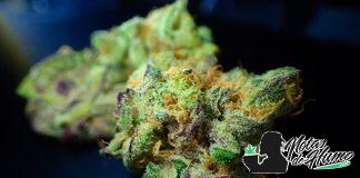 ¿Cuál es el mejor fertilizante de floración? mejor fertilizante de floracion