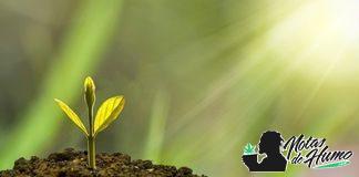 Super Soil: Cultivo ecológico de Marihuana Planta cultivada con super soil