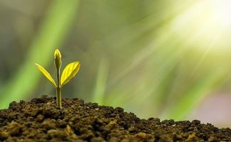 Super Soil: Cultivo ecológico de Marihuana Planta cultivada con super soil