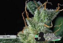 Kali Mist Serious Seeds planta kali mist
