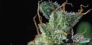 Kali Mist Serious Seeds planta kali mist
