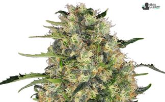 Black Domina Sensi Seeds black domina sensi seeds