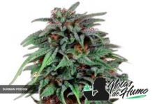 Durban Poison Dutch Passion planta de durban poison de dutch passion