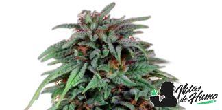 Durban Poison Dutch Passion planta de durban poison de dutch passion