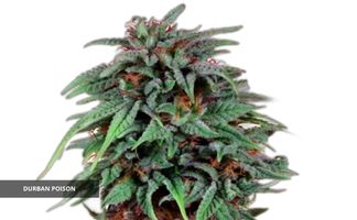 Durban Poison Dutch Passion planta de durban poison de dutch passion