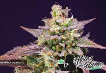 Purple Punch OG XL Auto Sweet Seeds Purple Punch OG XL Auto Sweet Seeds