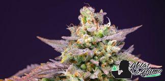 Purple Punch OG XL Auto Sweet Seeds Purple Punch OG XL Auto Sweet Seeds