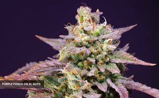 Purple Punch OG XL Auto Sweet Seeds Purple Punch OG XL Auto Sweet Seeds