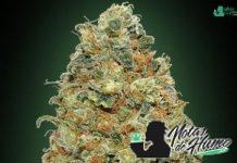 white widow de 00 seed