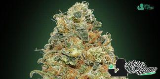 White Widow 00 Seeds white widow de 00 seed