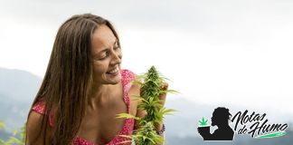 ¿Cuántas plantas de marihuana puedo tener en casa? cuantas plantas de marihuana puedo tener en casa