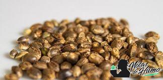 ¿Cuáles son las mejores semillas autoflorecientes? las mejores semillas autoflorecientes