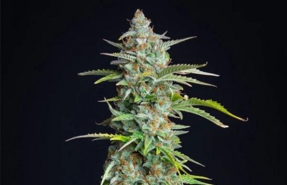 northern light automatic de royal queen seeds