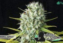 Original Amnesia de Dinafem Seeds original amnesia planta