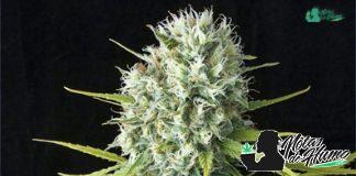 Original Amnesia de Dinafem Seeds original amnesia planta
