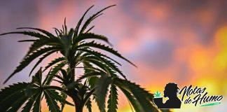 ¿Qué es el cannabis ruderalis? que es el cannabis ruderalis