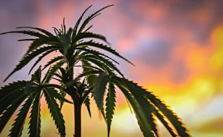 ¿Qué es el cannabis ruderalis? que es el cannabis ruderalis