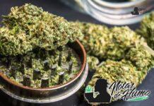 Super Skunk de Sensi Seeds