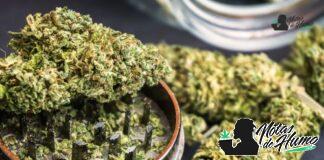 Super Skunk de Sensi Seeds