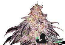 White Runtz Apex Seeds white runtz de apex seeds