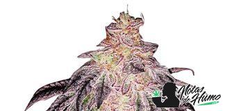 White Runtz Apex Seeds white runtz de apex seeds