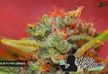 Jack 47 F1 FV®(SWS51) Sweet Seeds Carta Jack 47 F1 FV