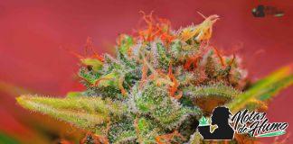 Jack 47 F1 FV®(SWS51) Sweet Seeds Carta Jack 47 F1 FV