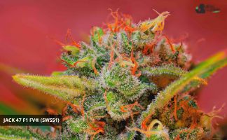 Jack 47 F1 FV®(SWS51) Sweet Seeds Carta Jack 47 F1 FV