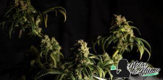 ¿Cómo hacer la poda lollipop? como hacer la poda lollipop