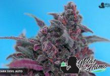 Dark Devil Auto®(SWS38) de Sweet Seeds ejemplar de dark devil auto sws
