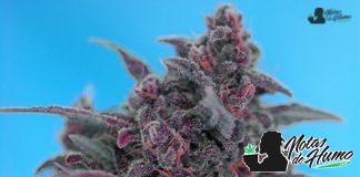 Dark Devil Auto®(SWS38) de Sweet Seeds ejemplar de dark devil auto sws