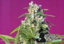 Gorilla Girl de Sweet Seeds ejemplar de gorilla girl de sws