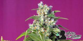 Gorilla Girl de Sweet Seeds ejemplar de gorilla girl de sws