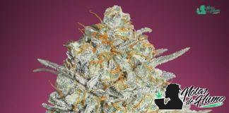 Gelato 33 de Advanced Seeds cannabis gelato 33 advanced seeds