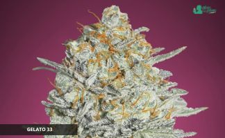 Gelato 33 de Advanced Seeds cannabis gelato 33 advanced seeds