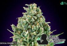 Critical Poison de 00 Seeds Bank Critical Poison 00 Seeds Bank