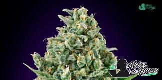 Critical Poison de 00 Seeds Bank Critical Poison 00 Seeds Bank