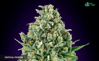 Critical Poison 00 Seeds Bank