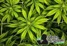 Cultivo en SoG de la marihuana: descubre qué es y cómo se aplica cultivo sog de la marihuana descubre que es y como se aplica