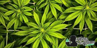 Cultivo en SoG de la marihuana: descubre qué es y cómo se aplica cultivo sog de la marihuana descubre que es y como se aplica