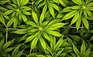 cultivo sog de la marihuana descubre que es y como se aplica