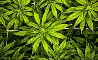 Cultivo en SoG de la marihuana: descubre qué es y cómo se aplica cultivo sog de la marihuana descubre que es y como se aplica