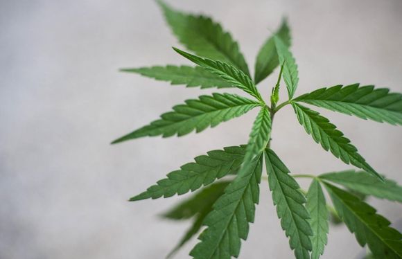 esqueje de planta madre de cannabis