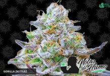 Variedad Gorilla Zkittlez de Barney's Farm