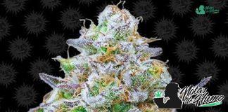 Gorilla Zkittlez de Barney’s Farm Variedad Gorilla Zkittlez de Barney's Farm
