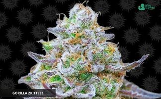Gorilla Zkittlez de Barney’s Farm Variedad Gorilla Zkittlez de Barney's Farm