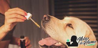CBD para perros: Beneficios y efectos que produce CBD para perros beneficios y efectos que produce