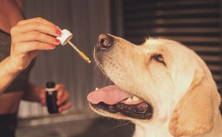 CBD para perros beneficios y efectos que produce