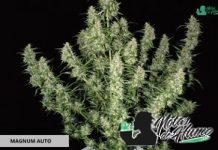 Magnum Auto de Buddha Seeds Magnum Auto Buddha Seeds