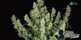 Magnum Auto de Buddha Seeds Magnum Auto Buddha Seeds